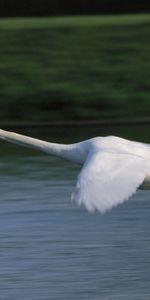 Animals,Water,Flight,Swan