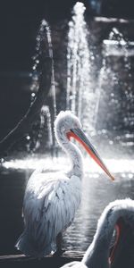 Animals,Water,Glare,Bird,Pelican