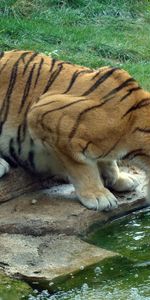 Animals,Water,Grass,Stones,Tiger,Thirst,Big Cat,Drink