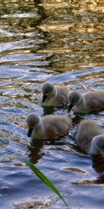 Animals,Water,Grass,Young,Swan,Cubs,Chicks