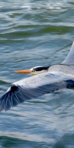 Animals,Water,Heron,Stork,Flight,Bird