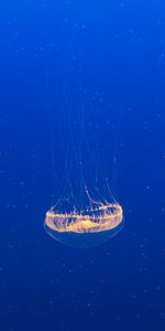 Animals,Water,Jellyfish,Transparent,Underwater,Under Water