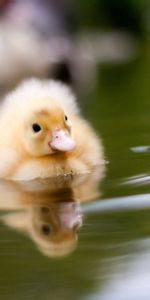 Agua,Niño,Nene,Nadar,Patito,Anadón,Animales