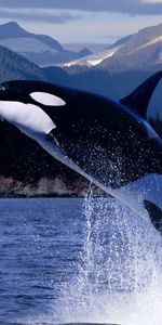 Animals,Water,Killer Whales,Whales,Fishes