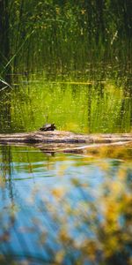 Animals,Water,Lake,Wildlife,Turtle