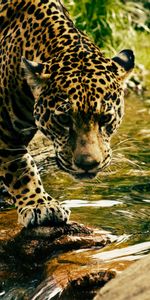 Animals,Water,Leopard,Predator,Big Cat