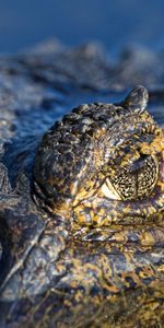 Animaux,Eau,Macro,Crocodile