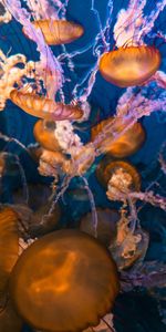 Animals,Water,Macro,Jellyfish,Underwater,Under Water