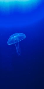 Animals,Water,Macro,Tentacle,Jellyfish