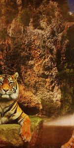 Animals,Water,Mountains,Predators,Rocks,Waterfall,Background,Tigers,Cats