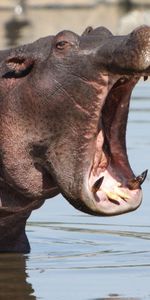 Animals,Water,Mouth,To Fall,Anger,Hippopotamus