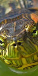 Animals,Water,Muzzle,Turtle,Eyes