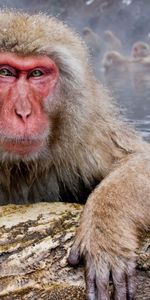 Animals,Water,Muzzle,Wool,Monkey