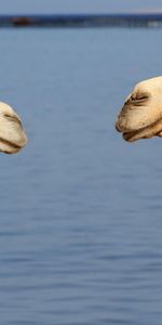 Animals,Water,Pair,Camels,Team,Couple