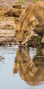 Langue Saillante,Lionne,La Langue Est Sortie,Animaux,Gros Chat,Eau,Fauve,Prédateur