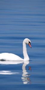 Animals,Water,Reflection,Swan,Bird