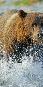 Eau,Vaporisateur,Grizzli,Rivières,Grizzly,Animaux,Ours,Pulvériser