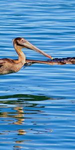 Animals,Water,Sea,Bird,Flight,Swim,Pelican,To Swim