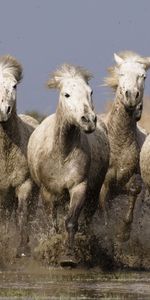 Animals,Water,Sea,Shore,Bank,Spray,Herd,Horses