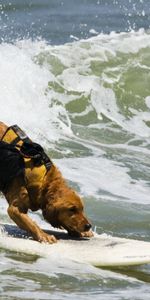 Animales,Agua,Ondas,Perro,Navegar,Surfear,Mar,Surfing