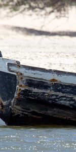 Animals,Water,Shore,Bank,Bird,Wet,Boat