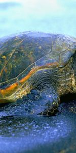 Animals,Water,Shore,Bank,Carapace,Shell,Turtle