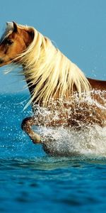 Animals,Water,Sky,Sea,Stroll,Spray,Horse