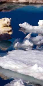 Animals,Water,Snow,Polar Bear,Antarctica