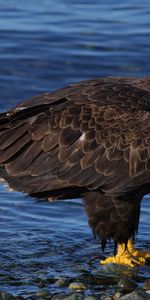 Agua,Stones,Águila Calva,Águila Cabeciblanca,Animales