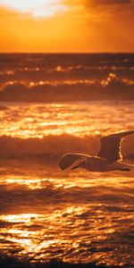 Animaux,Eau,Coucher De Soleil,Mouette,Oiseau,Mer