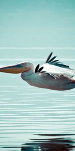 Eau,Surface,Vol,Pélican,Animaux,Oiseau