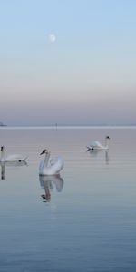 Animales,Agua,Cisnes,Horizonte,Niebla,Birds,Natación