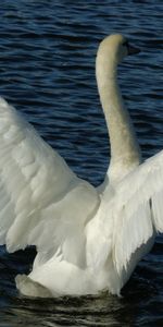 Animals,Water,Swans,Swimming,Pair,Sweep,Wings,Couple,Wave