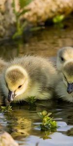 Patitos,Animales,Agua,Nadar