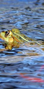 Animales,Agua,Nadar,Rana