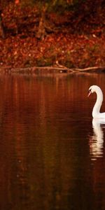 Animals,Water,Swim,Swan,Bird,To Swim