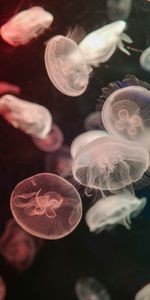 Tentacule,Animaux,Jellyfish,Eau,Sous Marin