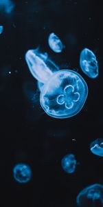 Animaux,Jellyfish,Briller,Le Noir,Eau,Lueur,Tentacules