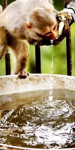 Animals,Water,Thirst,Bathe,Monkeys,Drink