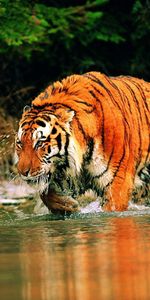 Animals,Water,Tiger,Hunts