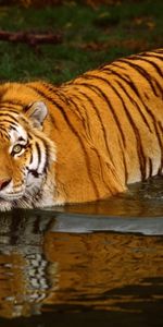 Animales,Agua,Tigres