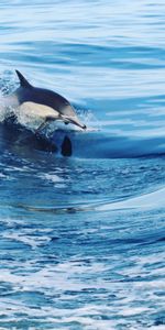 Animals,Water,Waves,Spray,Dolphin