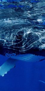 Animals,Water,Whale,Fins,Ocean,Surface