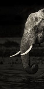 Animals,Water,Young,Bw,Joey,Chb,Family,Elephants