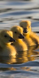 Animals,Water,Young,Swim,Cubs,Ducklings,To Swim