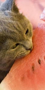 Animals,Watermelon,Bite,Food,Cat