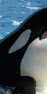 Animals,Whale,Killer Whale,Sea