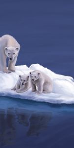 Animals,White Bears,Polar Bears,Island,Picture,Drawing