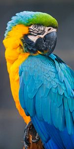 Animals,Wild,Macaw,Bird,Motley,Parrots,Multicolored