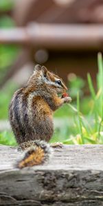 Animals,Wildlife,Animal,Nice,Sweetheart,Chipmunk